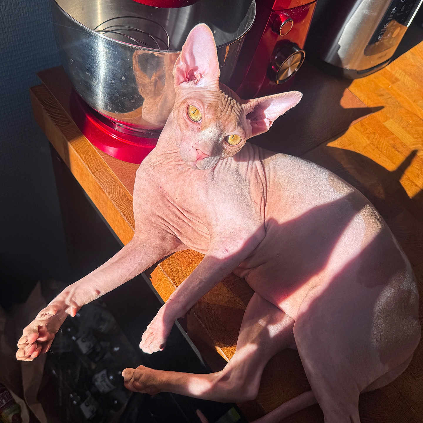 Mio a rejoint le concours — aidez-le/la à gagner de superbes lots ! cat, sphynx_cat, hairless_cat, pet, animal, feline, yellow_eyes, wrinkled_skin, pointed_ears, lying_down, indoor, kitchen, stand_mixer, appliances, wooden_surface, sunlight, shadow, portrait, funny_pose, home