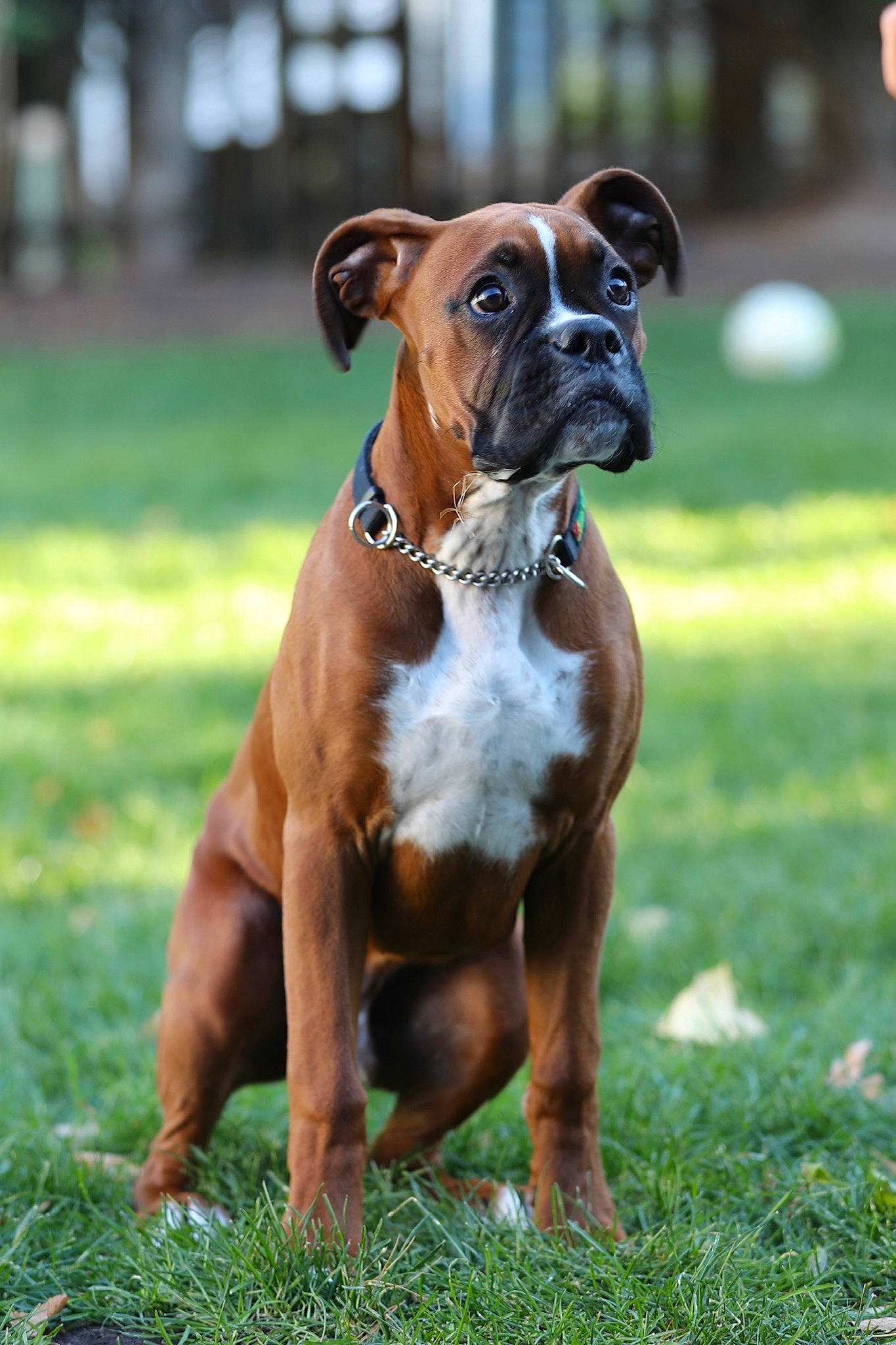 Drago is registered to the contest to win money with this photo: ancient_dog_breeds, boxer, carnivore, collar, companion_dog, dog, dog_breed, dog_collar, dog_supply, fawn, grass, liver, molosser, non_sporting_group, plant, snout, sporting_group, working_animal, working_dog