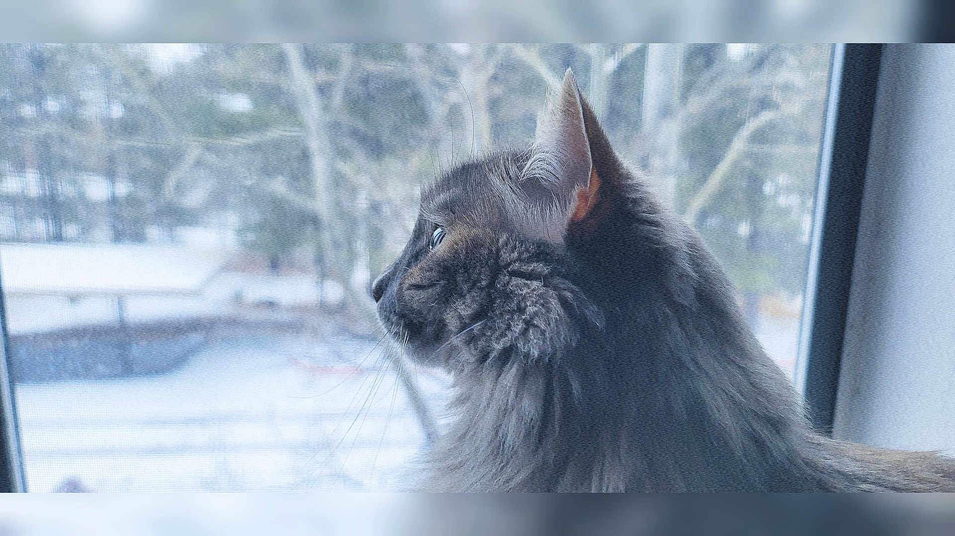 Freya joined the competition — help win amazing prizes! cat, gray_cat, window, looking_out, side_view, fluffy_fur, whiskers, ears, natural_light, indoor, screen_window, snow_outside, quiet, calm, pet, animal, feline, closeup, profile, soft_light