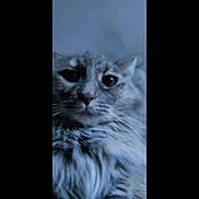 Freya joined the competition — help win amazing prizes! cat, close_up, fluffy, whiskers, face, pet, animal, fur, indoor, portrait, cute, domestic_cat, feline, soft_light, blurred_background, muzzle, ears, eyes, calm, furry