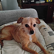 Amelia joined the competition — help win amazing prizes! dog, small_dog, scruffy_dog, cushion, chair, blanket, indoor, living_room, wooden_cabinet, books, board_games, pet, animal, fur, paw, resting, looking, curious, comfortable, cozy