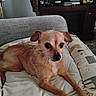dog, small_dog, scruffy_dog, cushion, chair, blanket, indoor, living_room, wooden_cabinet, books, board_games, pet, animal, fur, paw, resting, looking, curious, comfortable, cozy