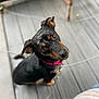 dog, black_dog, tan_markings, pet, animal, wooden_deck, outdoor, collar, curious, looking_up, ears_up, canine, domestic_animal, sitting, close_up, brown_eyes, fur, companion, friendly, young_dog