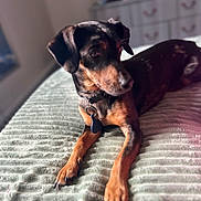 Tiny is registered to the contest to win money with this photo: animal, bed, bedroom, black, blanket, brown, canine, collar, dog, domestic, fur, furniture, indoor, looking_away, paw, pet, relaxed, resting, soft_light, texture