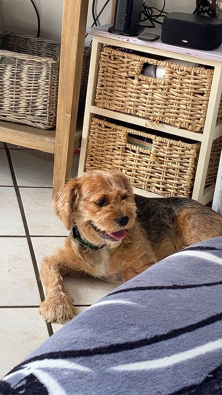 Milo a rejoint le concours — aidez-le/la à gagner de superbes lots ! animal_shelter, canidae, carnivore, companion_dog, dog, dog_breed, fawn, flooring, fur, goldendoodle, liver, pet_supply, puppy, retriever, sporting_group, terrier, wicker, wood, working_animal, working_terrier