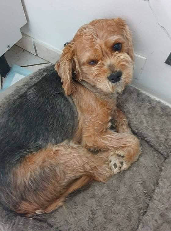 Milo a rejoint le concours — aidez-le/la à gagner de superbes lots ! canidae, carnivore, comfort, companion_dog, dog, dog_breed, dog_supply, fawn, fur, labradoodle, liver, pet_supply, small_terrier, snout, spaniel, sporting_group, terrier, toy_dog, working_animal, yorkipoo