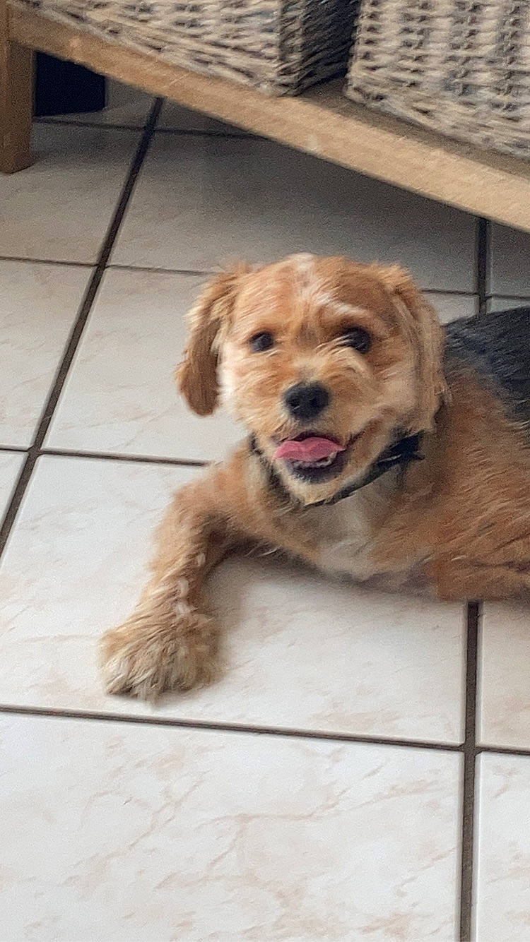 Milo a rejoint le concours — aidez-le/la à gagner de superbes lots ! canidae, carnivore, companion_dog, dog, dog_breed, dog_collar, fawn, fence, floor, flooring, fur, hardwood, liver, small_terrier, sporting_group, terrier, tile, wood, working_animal, working_terrier