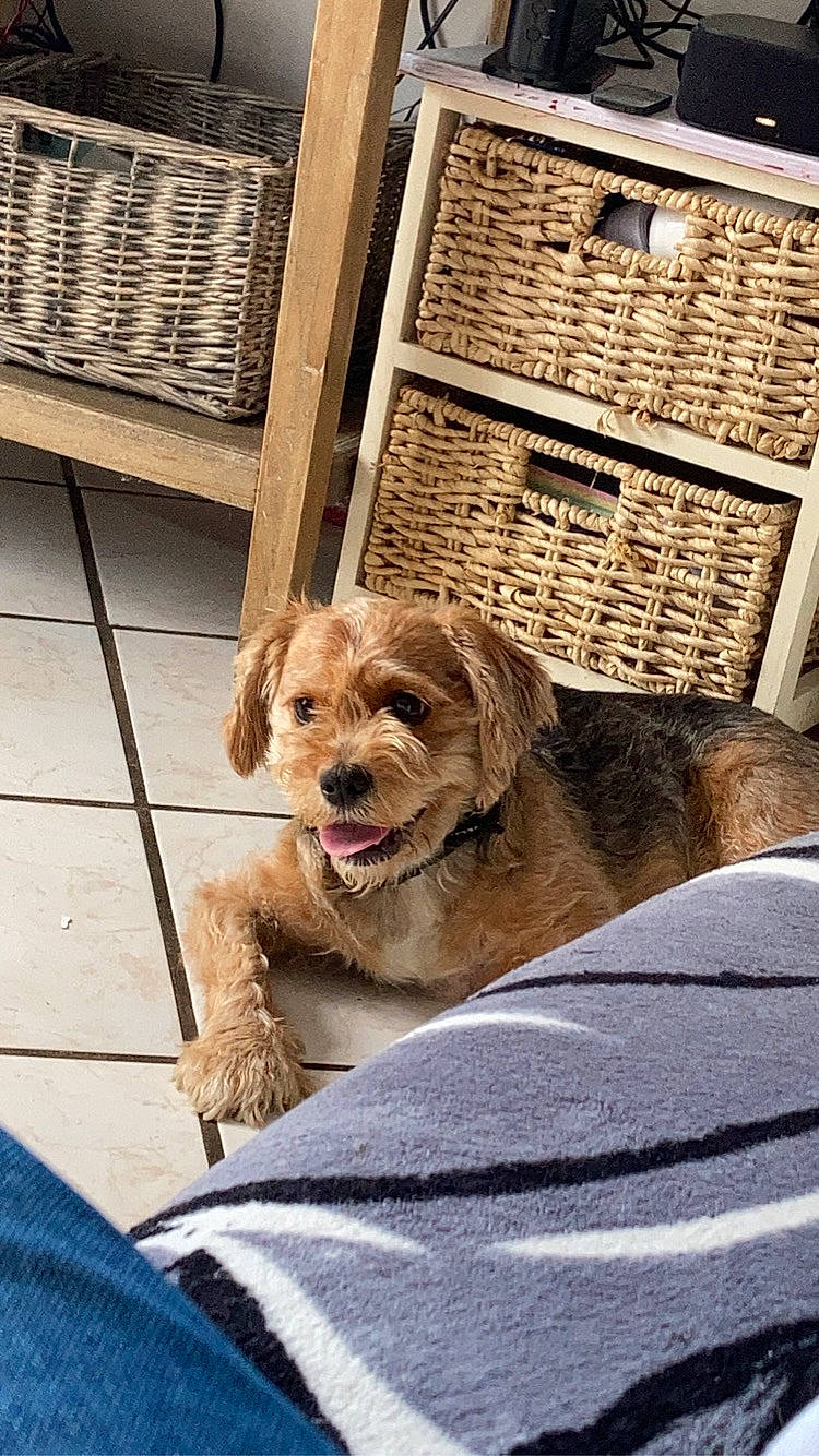 Milo a rejoint le concours — aidez-le/la à gagner de superbes lots ! canidae, carnivore, companion_dog, dog, dog_breed, dog_supply, fawn, flooring, fur, liver, mammal, pet_supply, puppy, sitting, snout, sporting_group, terrier, toy_dog, wood, working_animal