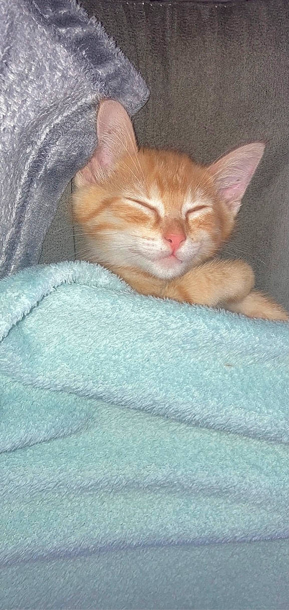 Eren participe au concours pour gagner de l'argent avec cette photo : blanket, carnivore, cat, cat_supply, claw, comfort, domestic_short_haired_cat, fawn, felidae, fur, linens, nap, paw, sitting, sleep, small_to_medium_sized_cats, tail, whiskers, wood