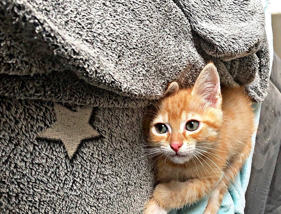 Eren a rejoint le concours — aidez-le/la à gagner de superbes lots ! brown, carnivore, cat, close_up, domestic_short_haired_cat, door, fawn, felidae, fur, grey, pattern, sitting, small_to_medium_sized_cats, snout, tail, terrestrial_animal, whiskers, wildlife, window, wood