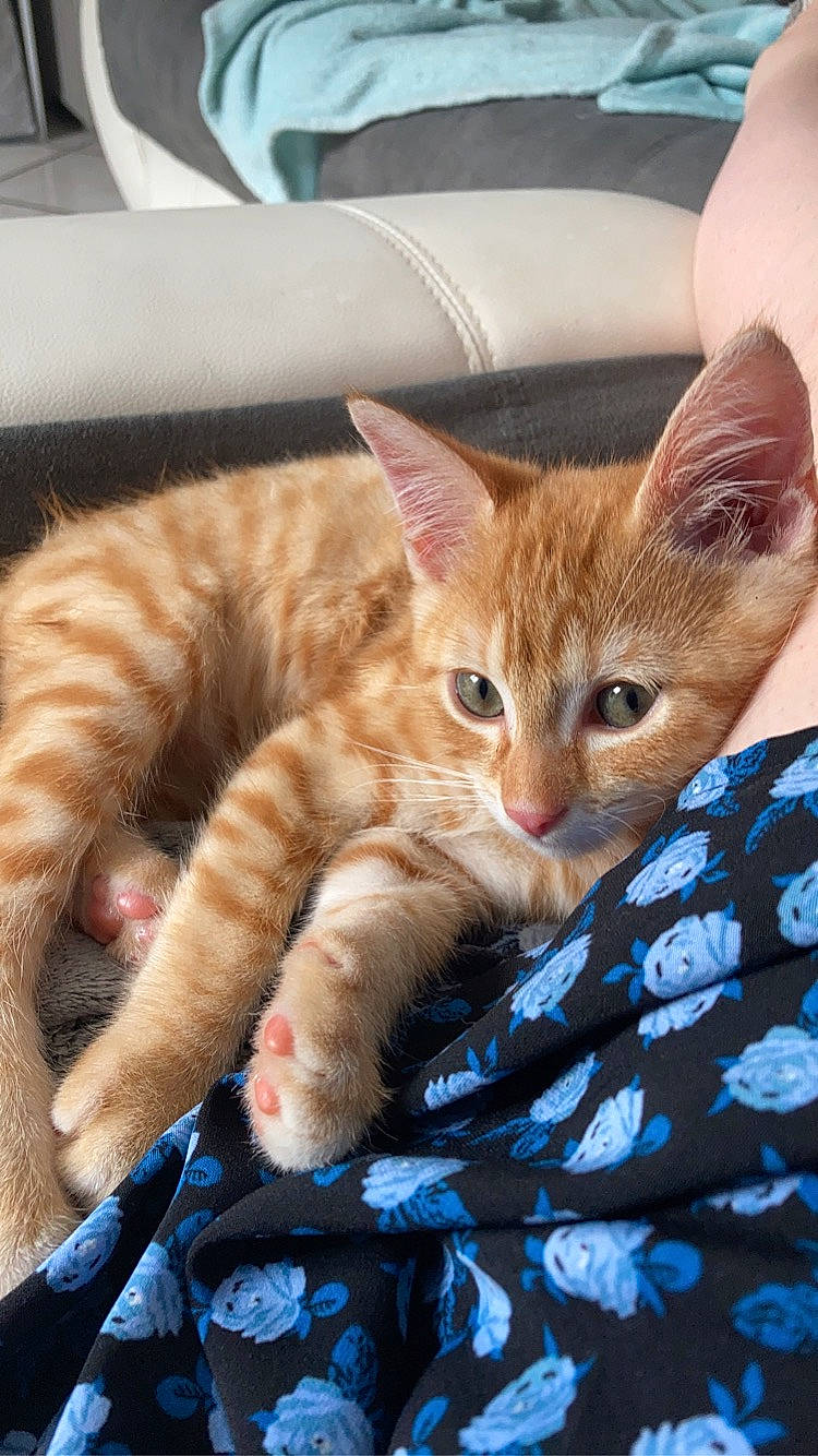 Eren participe au concours pour gagner de l'argent avec cette photo : carnivore, cat, claw, comfort, domestic_short_haired_cat, fawn, felidae, fur, lap, linens, nap, paw, sitting, small_to_medium_sized_cats, snout, tail, whiskers