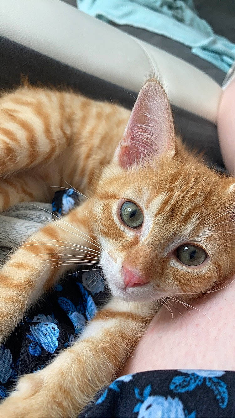 Eren participe au concours pour gagner de l'argent avec cette photo : carnivore, cat, claw, close_up, comfort, domestic_short_haired_cat, ear, eye, fawn, felidae, fur, head, iris, nose, paw, small_to_medium_sized_cats, snout, tail, vertebrate, whiskers