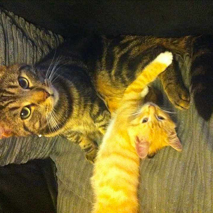 Rusty And Milo is registered to the contest to win money with this photo: