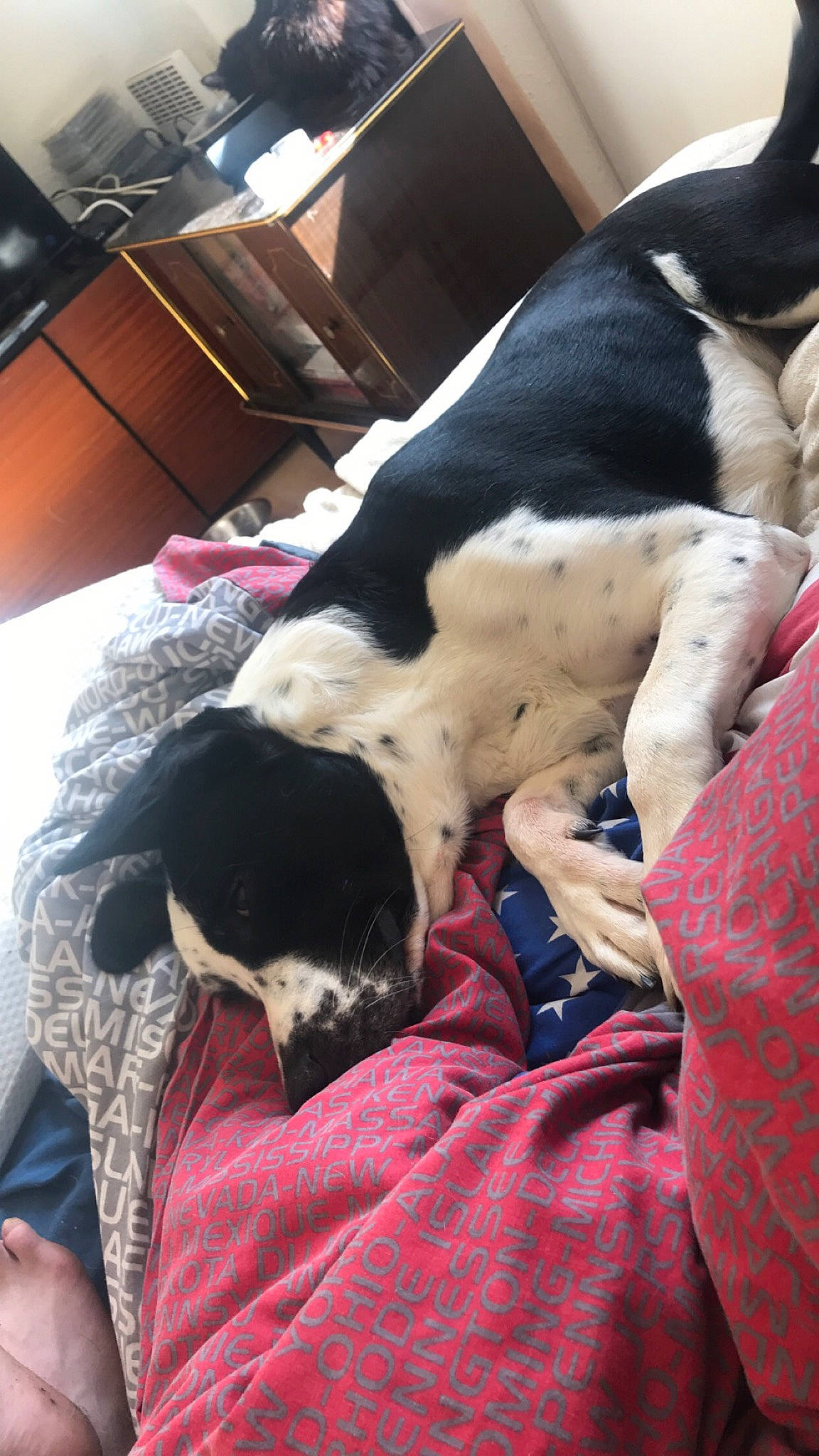 Cookie participe au concours pour gagner de l'argent avec cette photo : cabinetry, canidae, carnivore, chest_of_drawers, comfort, companion_dog, dog, dog_breed, drawer, fawn, fur, linens, nap, non_sporting_group, snout, sporting_group, working_animal