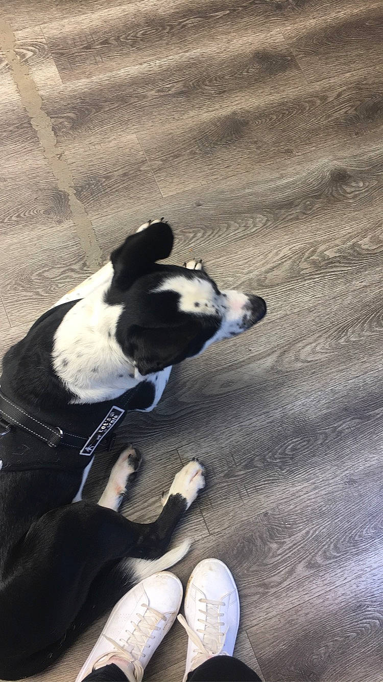 Cookie participe au concours pour gagner de l'argent avec cette photo : boston_terrier, canidae, carnivore, collar, comfort, companion_dog, dog, dog_breed, dog_collar, fawn, flooring, grass, hardwood, pet_supply, shadow, sporting_group, tail, whiskers, wood, working_animal
