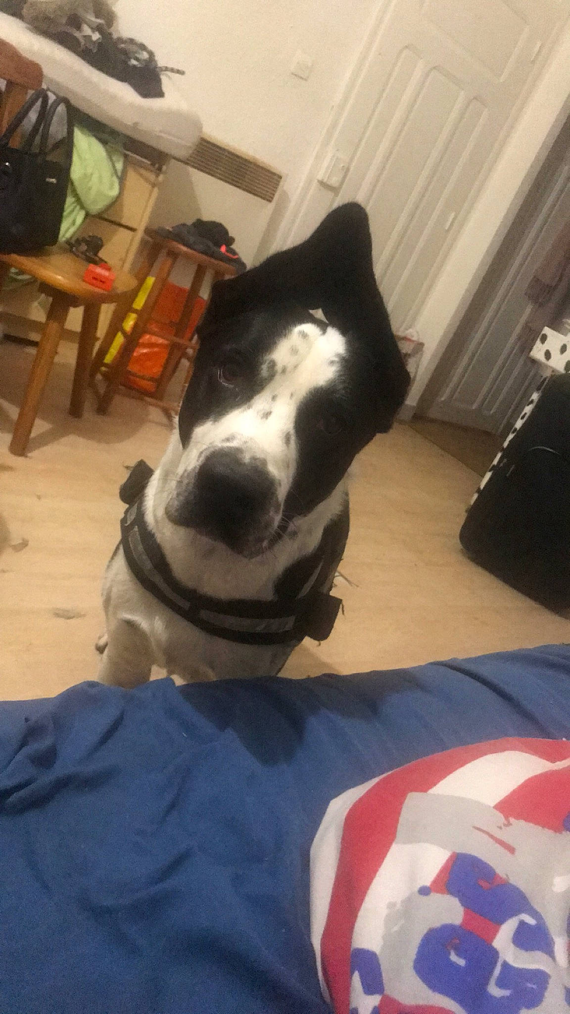 Cookie a rejoint le concours — aidez-le/la à gagner de superbes lots ! art, carmine, carnivore, companion_dog, dalmatian, dog, dog_breed, eyewear, felidae, flooring, human_leg, jaw, personal_protective_equipment, small_to_medium_sized_cats, snout, sportswear, table, whiskers, wood, working_animal