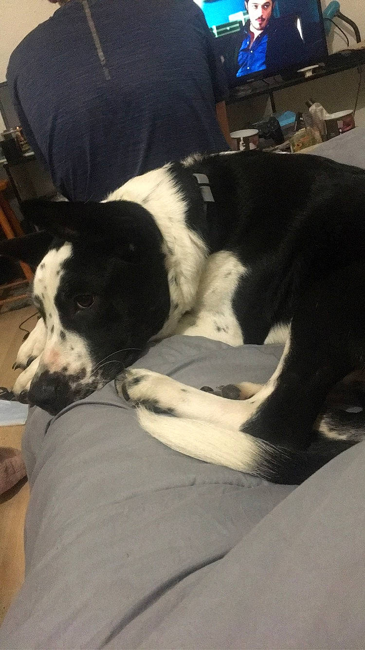 Cookie participe au concours pour gagner de l'argent avec cette photo : bored, cable_television, canidae, carnivore, chair, comfort, companion_dog, couch, dog, dog_breed, fur, furniture, led_backlit_lcd_display, non_sporting_group, room, snout, sporting_group, television, terrestrial_animal, working_animal