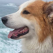Sammy is registered to the contest to win money with this photo: dog, canine, pet, fluffy, long_hair, brown_and_white, profile, open_mouth, tongue, teeth, happy, outdoors, seaside, ocean, waves, water, nature, closeup, portrait, fur