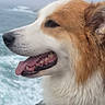 dog, canine, pet, fluffy, long_hair, brown_and_white, profile, open_mouth, tongue, teeth, happy, outdoors, seaside, ocean, waves, water, nature, closeup, portrait, fur