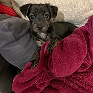 Tina participe au concours pour gagner de l'argent avec cette photo : puppy, dog, blanket, couch, cozy, indoor, pet, fur, brown, black, young, cute, sleepy, soft, comfort, rest, animal, small, face, ears