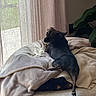 dog, blanket, couch, curtains, indoor, pet, cozy, furniture, plant, window, light, resting, small_dog, black_dog, relaxing, looking_back, home, soft_light, fabric, comfort
