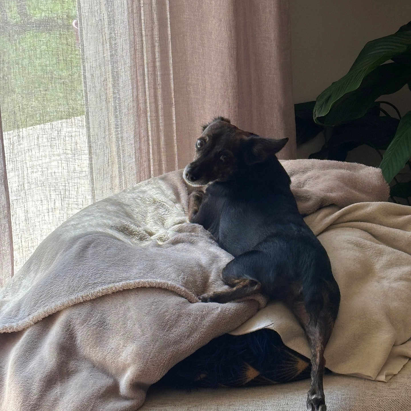 Tina participe au concours pour gagner de l'argent avec cette photo : dog, blanket, couch, curtains, indoor, pet, cozy, furniture, plant, window, light, resting, small_dog, black_dog, relaxing, looking_back, home, soft_light, fabric, comfort