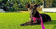 Tina a rejoint le concours — aidez-le/la à gagner de superbes lots ! dog, puppy, leash, harness, grass, greenery, outdoor, sunlight, pet, animal, nature, garden, relaxed, lying_down, summer, daytime, canine, backyard, trees, peaceful
