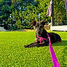 dog, puppy, leash, harness, grass, greenery, outdoor, sunlight, pet, animal, nature, garden, relaxed, lying_down, summer, daytime, canine, backyard, trees, peaceful