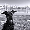 Tina participe au concours pour gagner de l'argent avec cette photo : dog, black_dog, sitting, grass, lake, water, city_skyline, buildings, outdoor, daytime, leash, collar, calm, nature, sky, monochrome, black_and_white, pet, animal, portrait