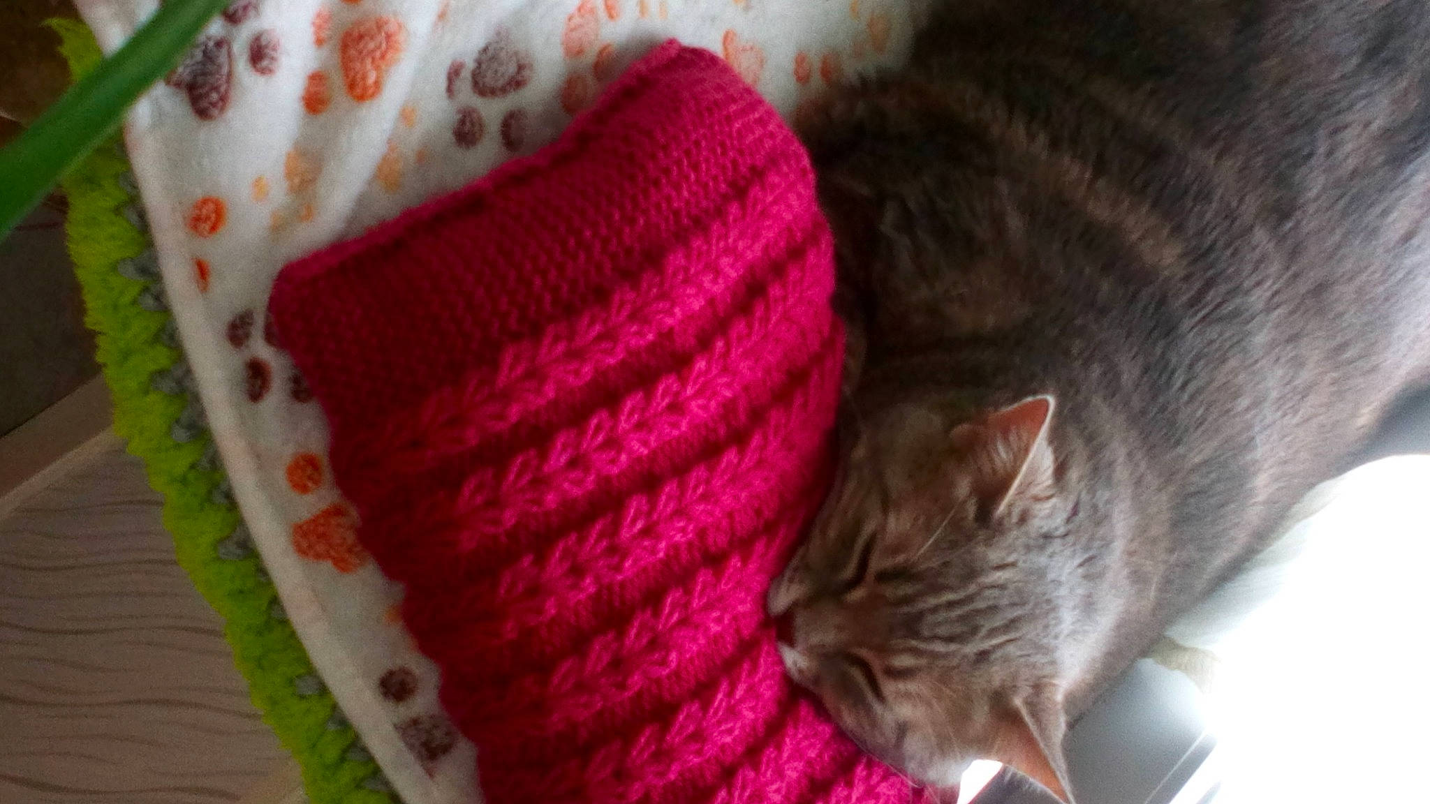 Maya participe au concours pour gagner de l'argent avec cette photo : art, cap, cat, craft, creative_arts, crochet, domestic_short_haired_cat, fashion_accessory, felidae, headgear, knit_cap, magenta, needlework, pattern, textile, thread, weaving, whiskers, wool, woolen