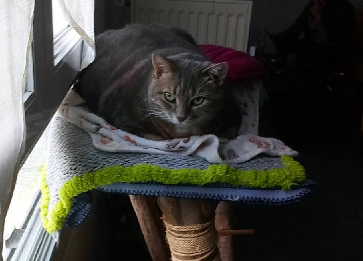 Maya a rejoint le concours — aidez-le/la à gagner de superbes lots ! bag, bedding, carnivore, cat, comfort, domestic_short_haired_cat, felidae, fur, grey, linens, room, sitting, small_to_medium_sized_cats, tail, textile, thread, whiskers, wool, woolen, woven_fabric