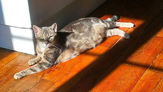 Maya participe au concours pour gagner de l'argent avec cette photo : carnivore, cat, claw, comfort, domestic_short_haired_cat, felidae, floor, flooring, fur, hardwood, laminate_flooring, paw, plank, small_to_medium_sized_cats, tail, varnish, whiskers, wood, wood_flooring, wood_stain