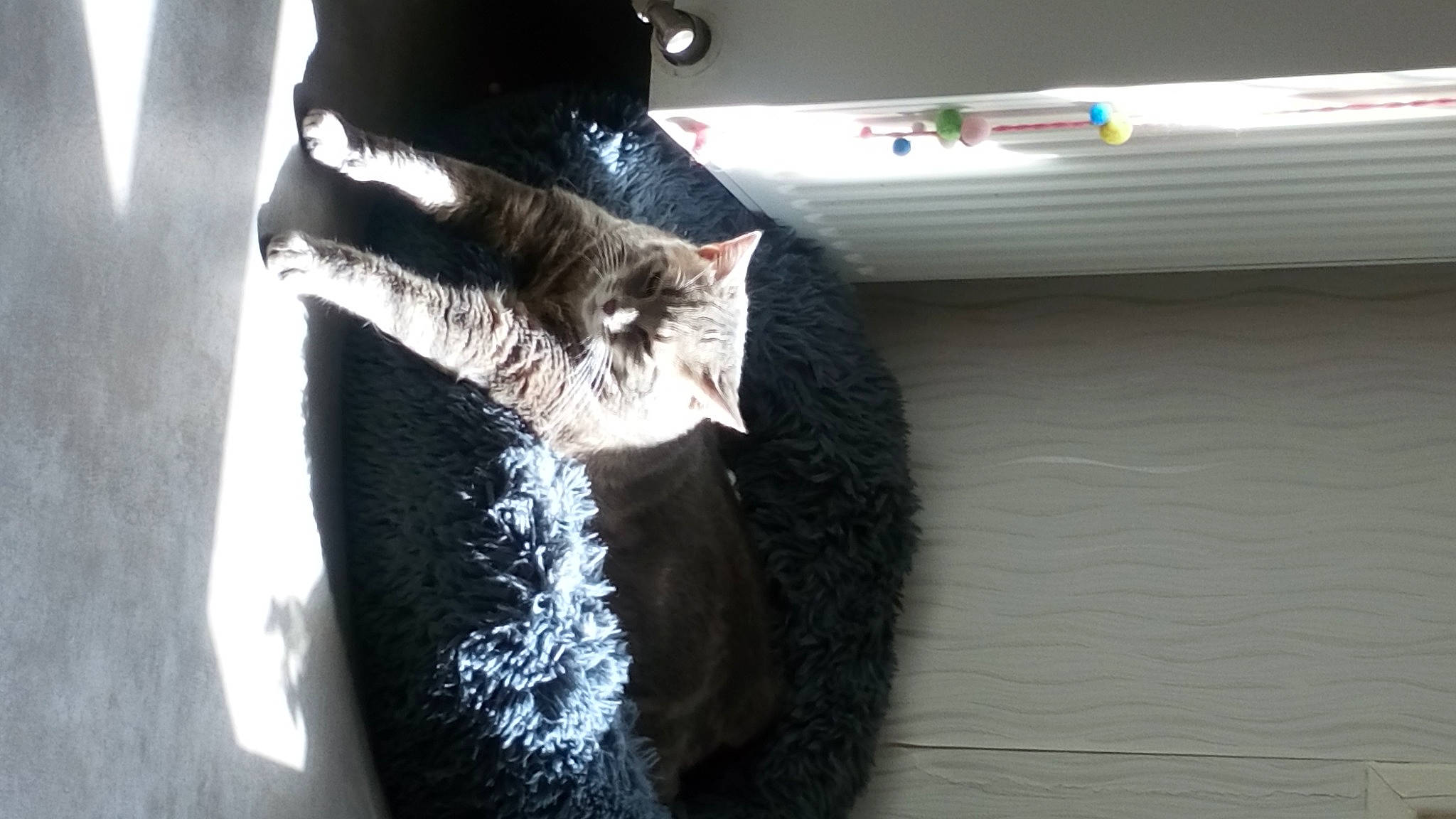 Maya participe au concours pour gagner de l'argent avec cette photo : black_cat, canidae, carnivore, cat, claw, dog_breed, domestic_short_haired_cat, felidae, flooring, fur, hardwood, mammal, room, small_to_medium_sized_cats, snout, sporting_group, tail, whiskers, wood