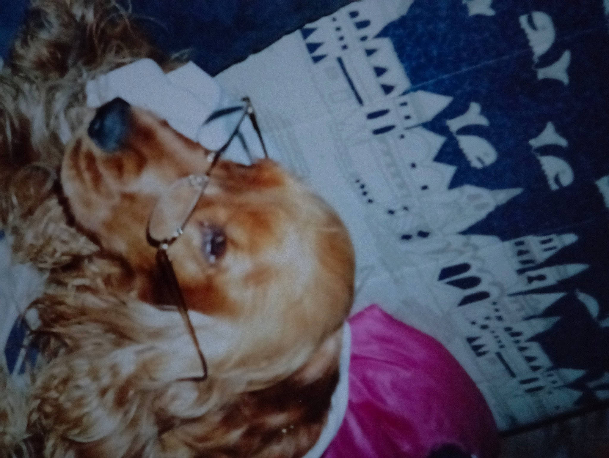 Oscar a rejoint le concours — aidez-le/la à gagner de superbes lots ! canidae, carnivore, companion_dog, corgi_chihuahua, dog, dog_breed, fawn, felidae, font, fur, liver, magenta, organism, paw, retriever, smile, sporting_group, toy_dog, whiskers, wrinkle