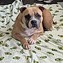 avocado_pattern, ball, bed, blanket, brown_dog, canine, carpet, comfortable, dog, domestic, floor, furniture, household, indoor, laid_back, pet, resting, room, sheet, shoes