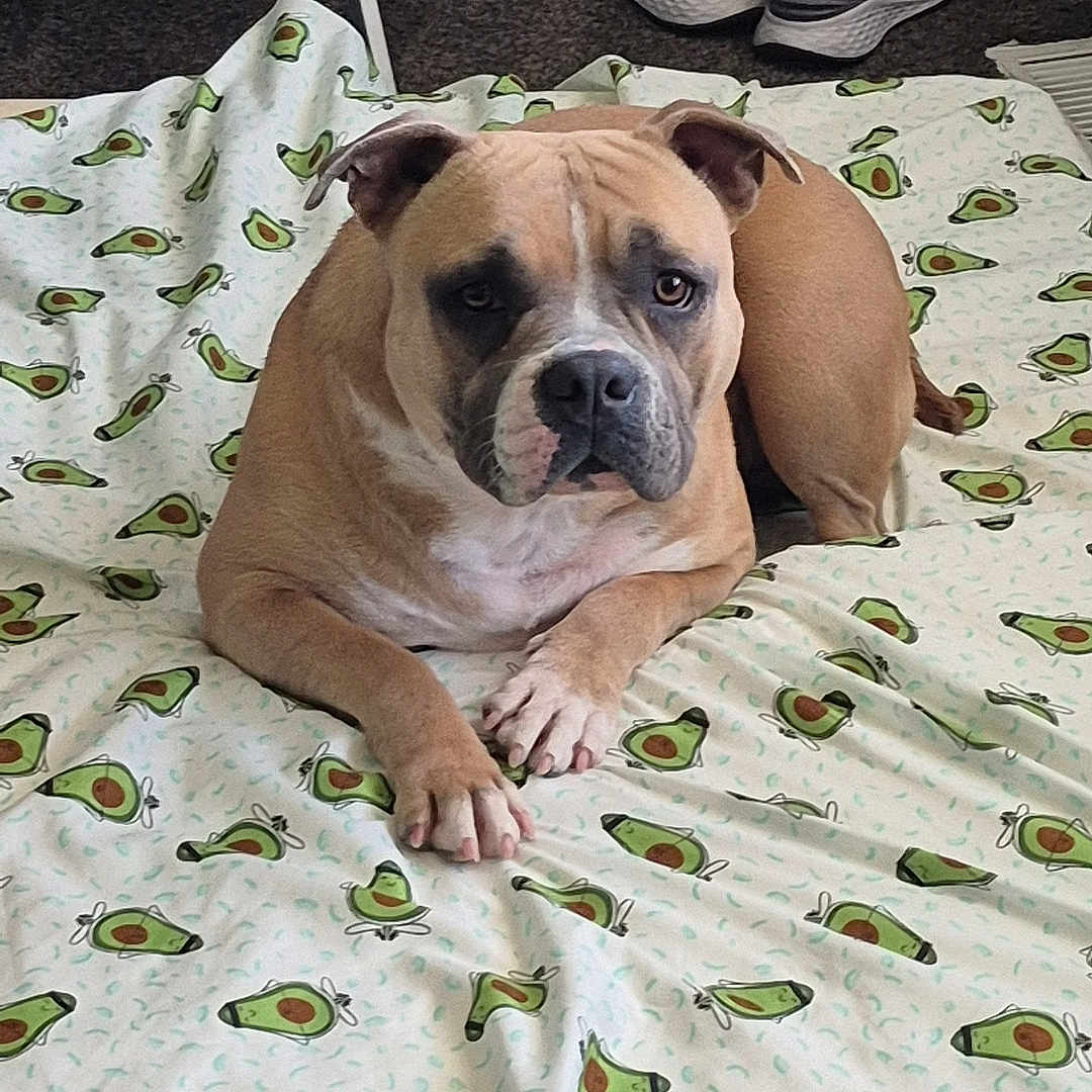 Honey joined the competition — help win amazing prizes! avocado_pattern, ball, bed, blanket, brown_dog, canine, carpet, comfortable, dog, domestic, floor, furniture, household, indoor, laid_back, pet, resting, room, sheet, shoes