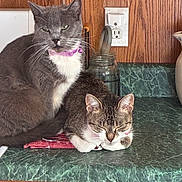 Aspen is registered to the contest to win money with this photo: cat, cats, gray_cat, tabby_cat, white_chest, pet, animal, feline, whiskers, ears, eyes, collar, sleeping, sitting, relaxed, kitchen, countertop, wood_paneling, electrical_outlet, jar
