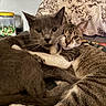 Aspen is registered to the contest to win money with this photo: cats, felines, pet, animals, snuggling, cuddling, bed, blanket, pillow, indoors, home, cozy, fur, whiskers, ears, gray_cat, tabby_cat, relaxed, portrait, cute