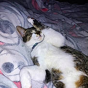 Snow is registered to the contest to win money with this photo: bed, black_markings, blanket, blue_collar, calico_cat, cat, close_up, cozy, feline, fur, indoors, lying_down, orange_markings, paws, pet, relaxed, sleeping, tabby markings, whiskers, white_fur