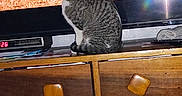 Snow is registered to the contest to win money with this photo: alloywheel, animal, cabinet, car, carwheel, cat, drawer, dresser, furniture, lighting, machine, person, pet, sideboard, spoke, tire, transportation, vehicle, wheel, wood