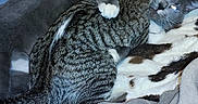 Snow is registered to the contest to win money with this photo: abyssinian, animal, bed, bedroom, blanket, cat, couch, cushion, egyptiancat, furniture, homedecor, indoors, kitten, linen, manx, person, pet, room, siamese, sleeping