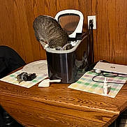 Snow joined the competition — help win amazing prizes! cat, tabby_cat, animal, pet, trash_can, garbage_bin, open_lid, indoors, wood_paneling, kitchen, table, laptop, electronics, power_outlet, cable, placemat, household, curious, funny, photography
