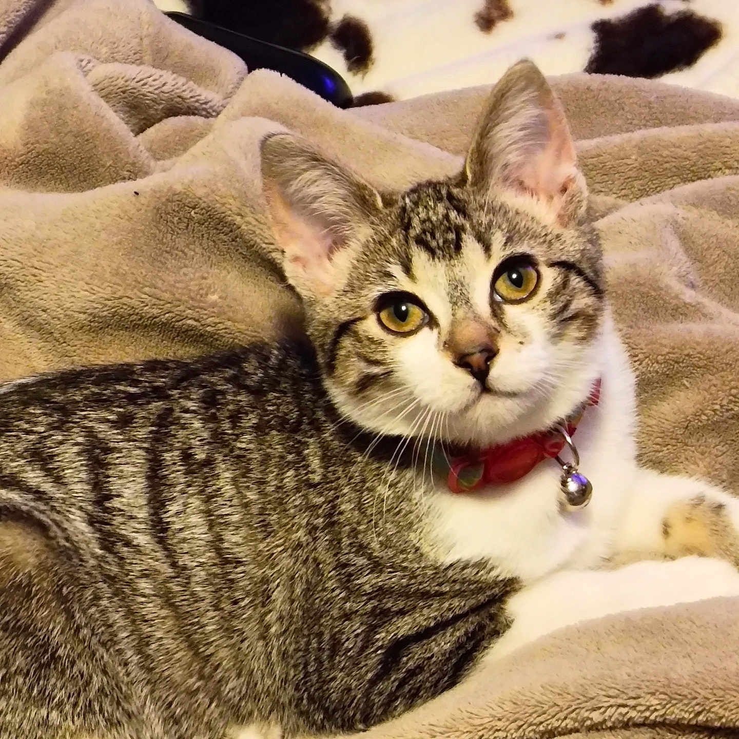 Snow is registered to the contest to win money with this photo: abyssinian, accessories, animal, bed, blanket, cat, collar, couch, egyptiancat, furniture, homedecor, kitten, linen, manx, pet, quilt, siamese, towel