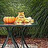 Tang is registered to the contest to win money with this photo: animal, autumn, cat, fall, feline, fluffy, garden, glass_table, greenery, orange_cat, ornamental_grass, outdoor, patio, pet, portrait, pumpkin, reflection, seasonal, sitting, table