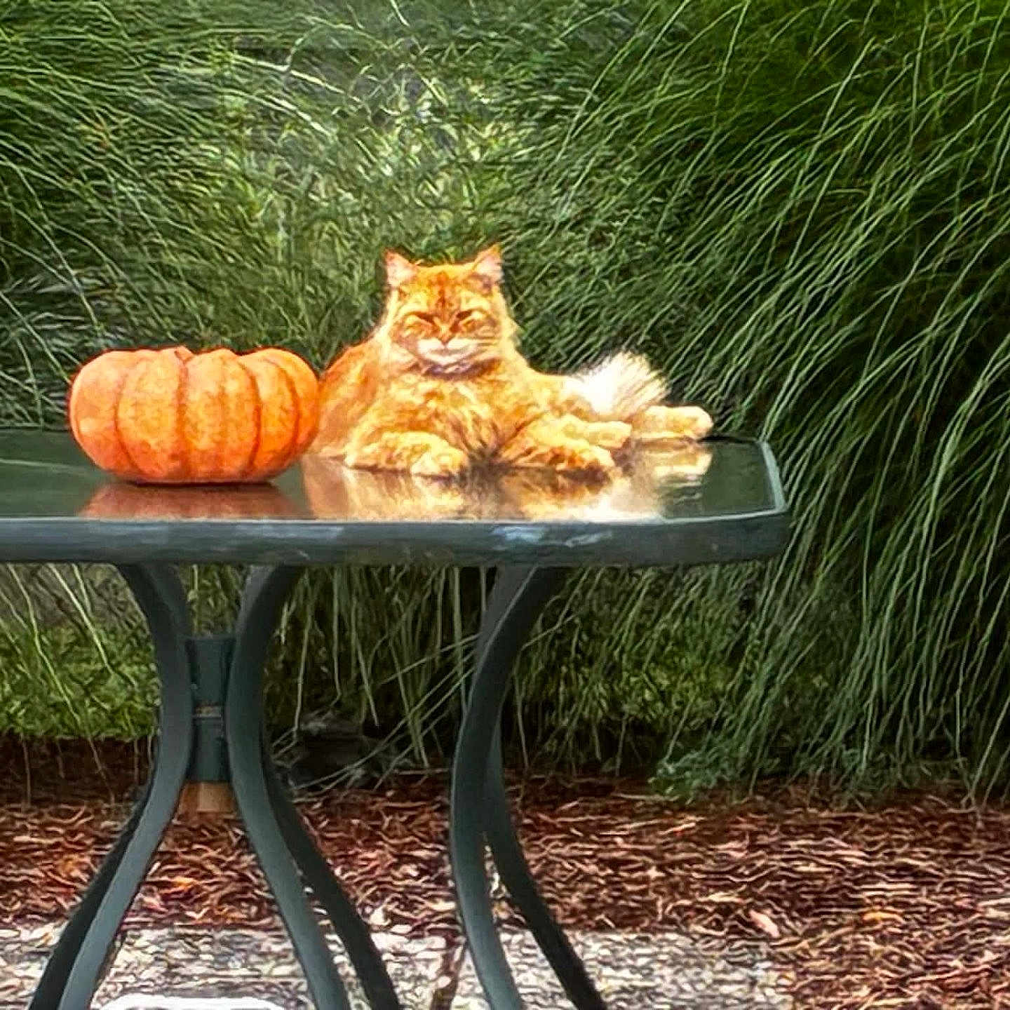 Tang joined the competition — help win amazing prizes! animal, autumn, cat, fall, feline, fluffy, garden, glass_table, nature, orange, orange_cat, ornamental_grass, outdoor, patio, plants, pumpkin, reflection, relaxed, sitting, table