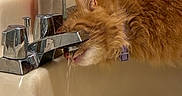 Tang is registered to the contest to win money with this photo: animal, bathroom, cat, collar, drinking, ears, faucet, fluffy, fur, furry, grooming, household, indoors, lotion, orange_cat, pet, sink, soap, water, whiskers