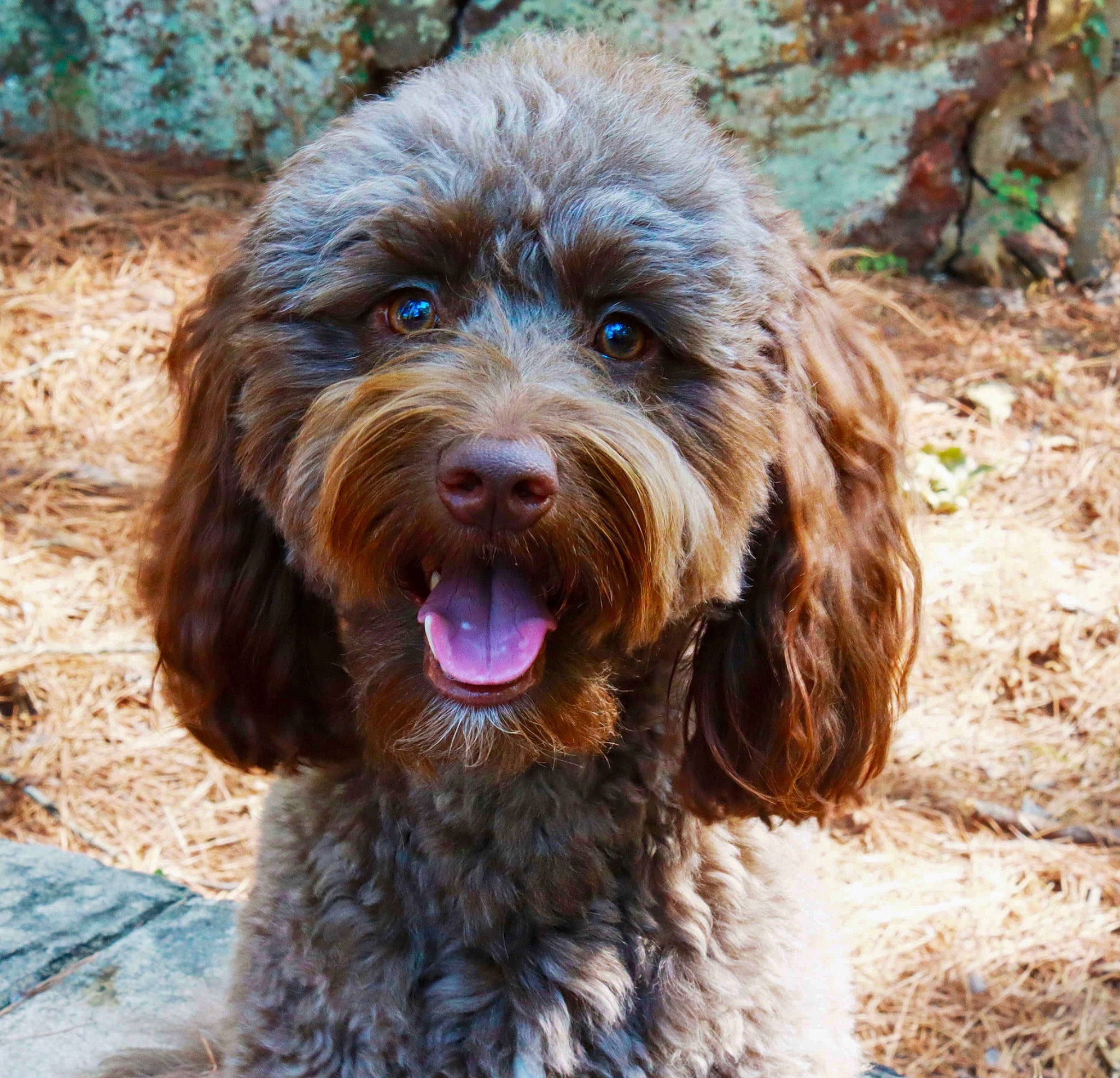 Leo joined the competition — help win amazing prizes! canidae, carnivore, companion_dog, dog, dog_breed, fur, labradoodle, liver, pointing_breed, pudelpointer, retriever, small_terrier, soil, spaniel, sporting_group, terrestrial_animal, terrier, water_dog, working_animal, yorkipoo