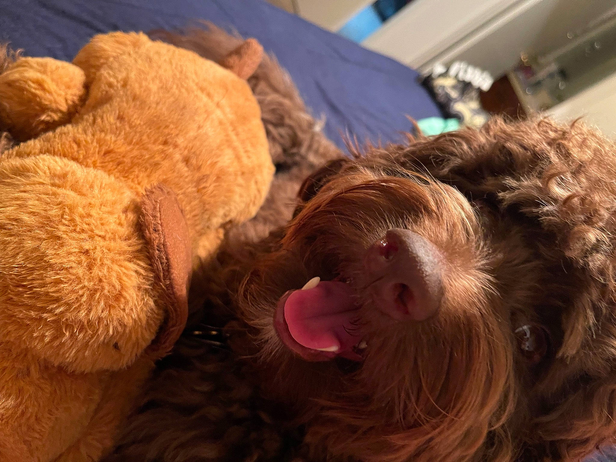 Leo joined the competition — help win amazing prizes! airedale_terrier, canidae, carnivore, comfort, companion_dog, dog, dog_breed, ear, fawn, fur, liver, mammal, snout, sporting_group, stuffed_toy, terrier, toy, toy_dog, vertebrate, working_animal