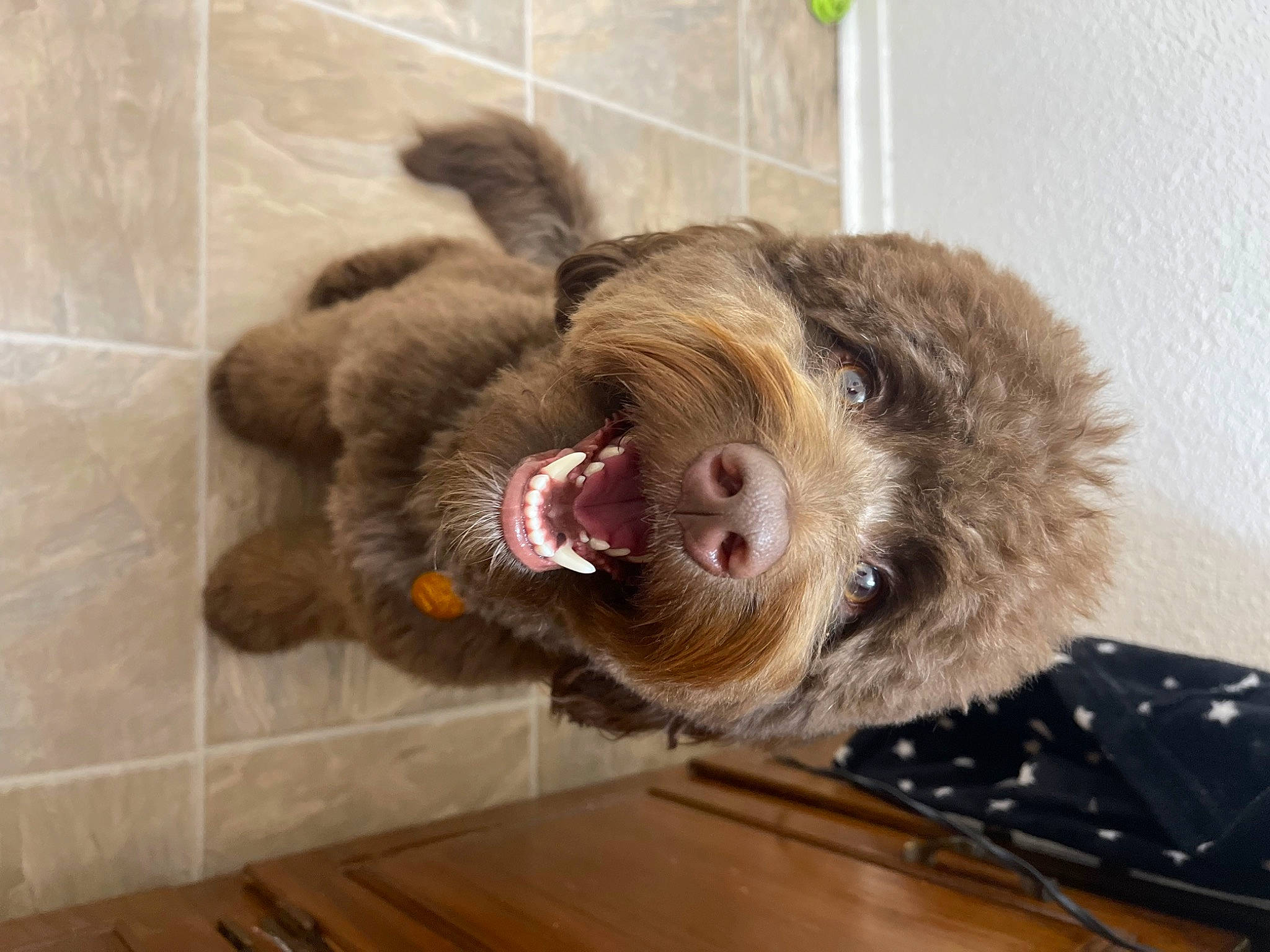 Leo joined the competition — help win amazing prizes! canidae, carnivore, claw, companion_dog, dog_breed, domestic_short_haired_cat, fawn, felidae, fur, hardwood, liver, paw, primate, small_to_medium_sized_cats, snout, sporting_group, tail, terrestrial_animal, whiskers, wood