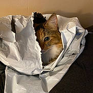 Peach joined the competition — help win amazing prizes! cat, plastic_bag, curious, peeking, indoor, brown, white, fur, ear, eye, whiskers, soft_lighting, cozy, torn, mischievous, pet, animal, closeup, face, hidden